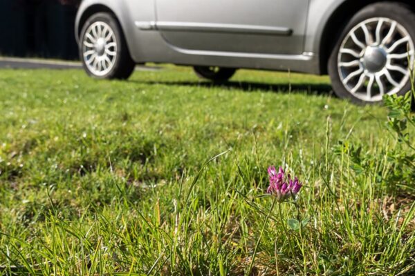 Grüne Fläche mit Gräser und Blume und parkendem silbernen Auto im Hintergrund