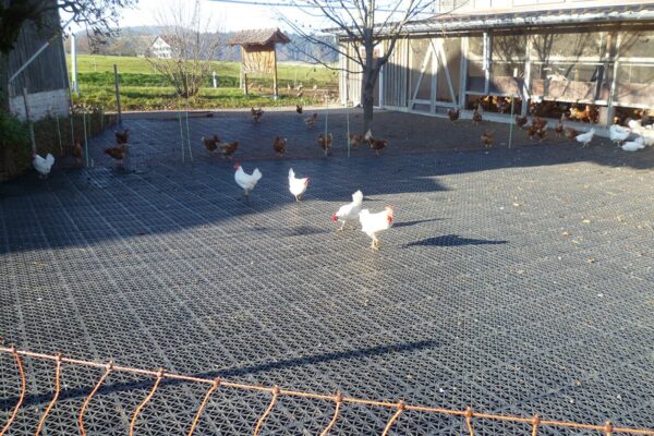 Hühner auf ECORASTER X30 Fläche mit Stall im Hintergrund