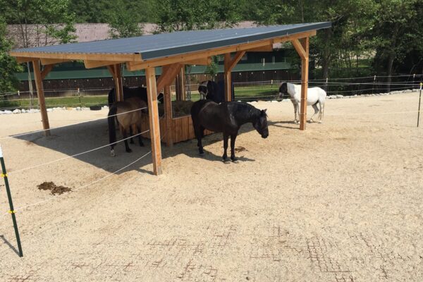 Mit ECORASTER befestigte Reitplatzfläche und Futterstelle mit fünf Pferden in der Mitte