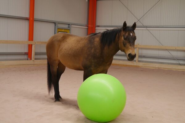 Pferd steht bei einem großen grünen Gummiball in einer Indoor Reithalle