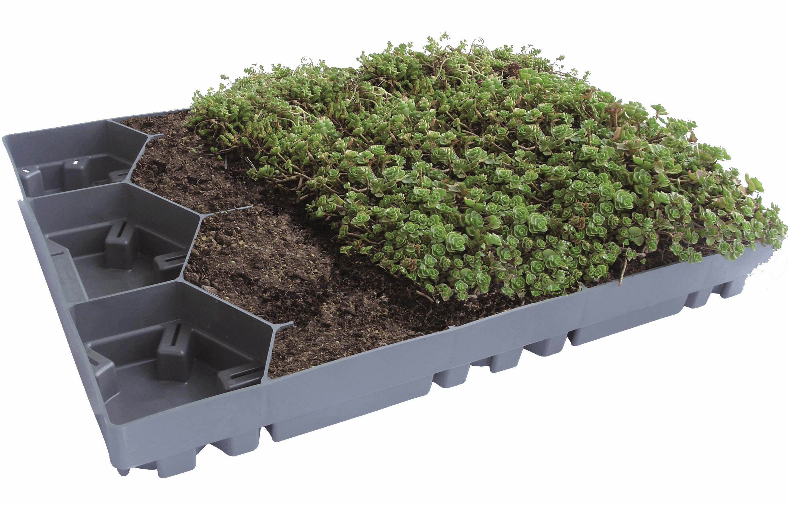 Einzelnes ECOgreen PACK Modul zeigt den Aufbau und die Befüllung mit Erde und Sedum-Bepflanzung