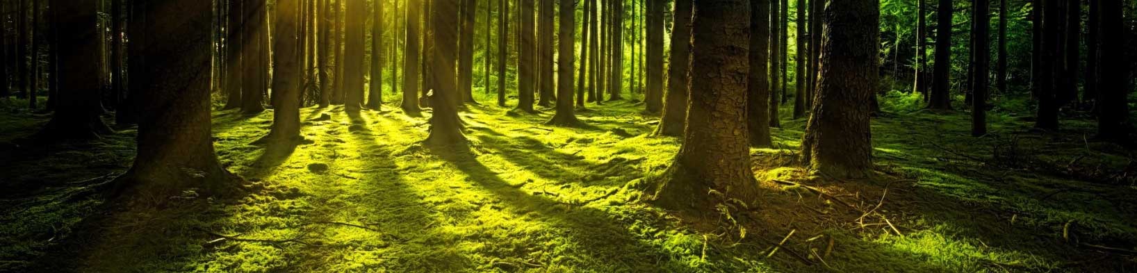 Bäume und moosiger Waldboden mit sonnigen Lichtspielen